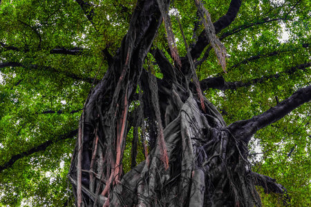 An old banyan tree in Shamian, Guangzhou, China, with tree-lined scenes