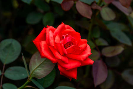 Close-up of a blooming red rose, rose flowerの写真素材