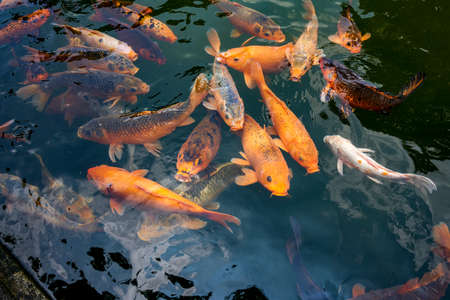 Colorful schools of koi and goldfish in the ornamental fish pond