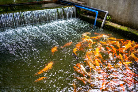 Colorful schools of koi and goldfish in the ornamental fish pondの写真素材