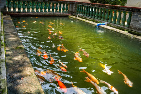 Colorful schools of koi and goldfish in the ornamental fish pondの写真素材