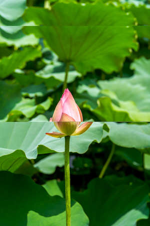 Close-up of a lotus flower bud that is about to bloom, lotus leaf lotus pondの写真素材