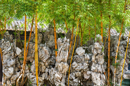 Rocky bamboo forest landscape in traditional Chinese garden, stone bambooの写真素材