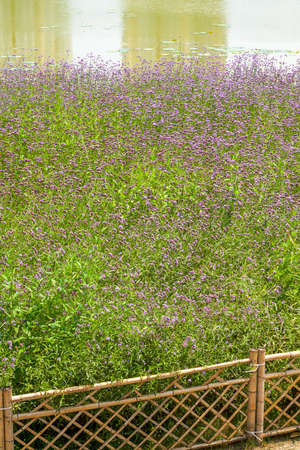 A large blooming purple lavender flower close-up