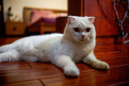 Close-up of a cute white british shorthair cat, pet catの写真素材