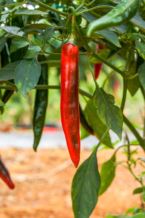 The pepper trees on the farm are full of Chili pepper fruits, red pepper