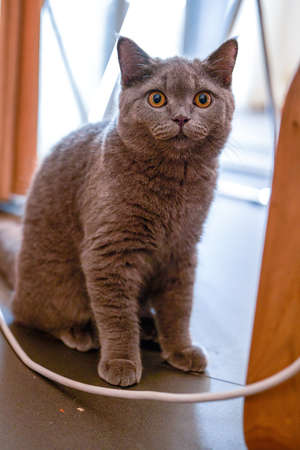 Close-up of a cute blue-gray British shorthair pet cat at homeの写真素材