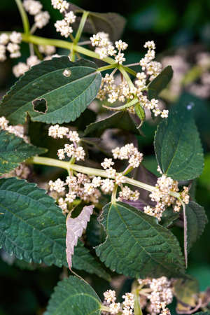 A close-up of the lush Amphora tree flowers in the botanical garden