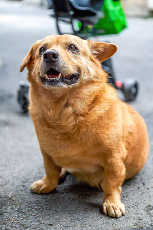 A cute yellow corgi crossbreed dogの写真素材