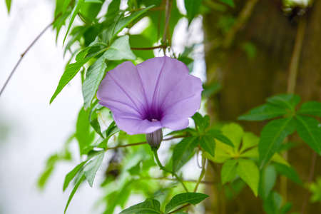 Close-up of a blooming purple morning gloryの写真素材