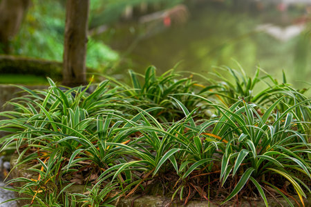 Close-up of green plants grown in large stone pots in the park