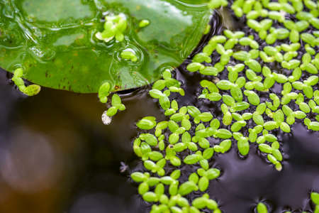 Eutrophic green plants, algae and floats in a tank