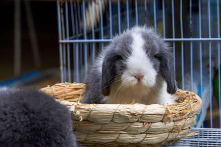 Cute rabbits for sale in pet storeの写真素材
