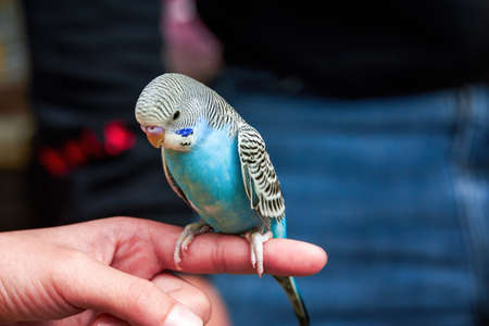 A cute blue parrot stands on a human fingerの写真素材