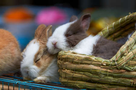 Cute rabbits for sale in pet storeの写真素材