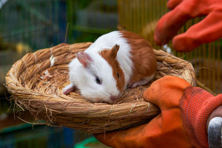 A cute guinea pig lies on a bamboo basketの写真素材