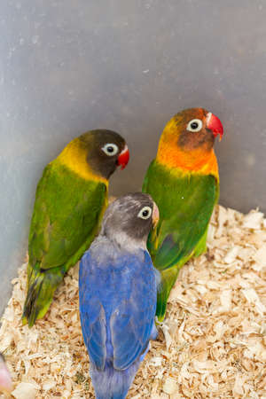 A cage of cute parrots for sale in the flower and bird market