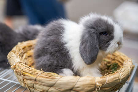 Cute rabbits for sale in pet storeの写真素材