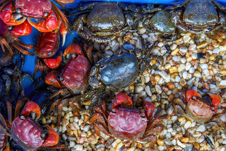 Pet colorful little crabs for sale in pet marketの写真素材