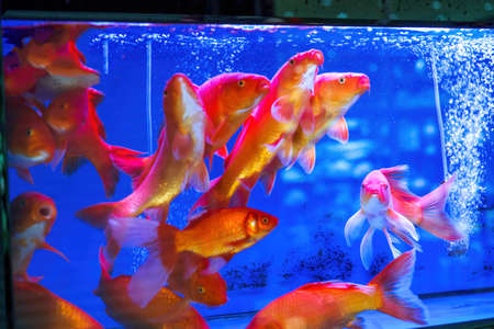 Close-up of big koi raised in fish tank