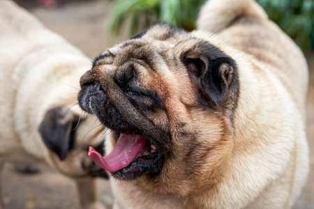 Close-up of two cute pugs outdoorsの写真素材