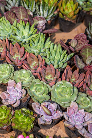 Close-up of various succulents for sale in a flower shopの写真素材