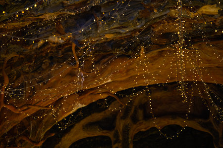 Glowing lamp bead strips hanging in indoor tree houseの写真素材