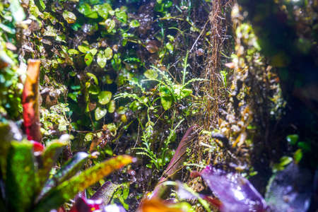 Close-up of a professional reptile pet animal breeding box environment