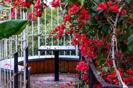 Leisure tables and chairs under bougainvillea outdoors in the parkの写真素材