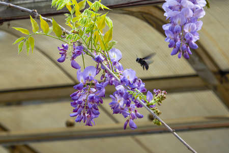 A wasp picking nectar from a wisteria flower in the gardenの写真素材