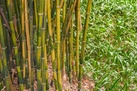 Close-up of clumps of prime bamboo forest in the parkの写真素材