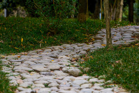 Close-up of green stone walkway in forest parkの写真素材