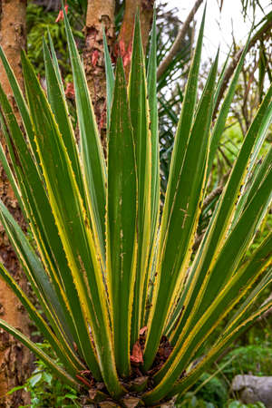 Close-up of a lush sisal plant in a botanical gardenの写真素材