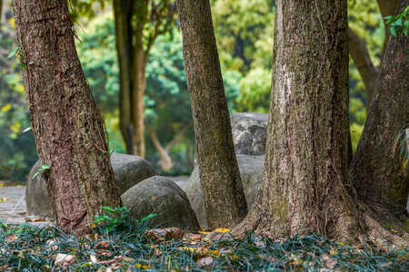 Close-up of tree trunks in the parkの写真素材