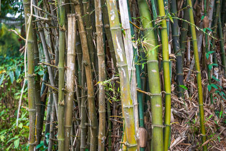 Close-up of clumps of prime bamboo forest in the parkの写真素材