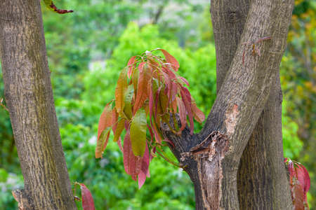 Young shoots and young leaves growing on a tree in spring