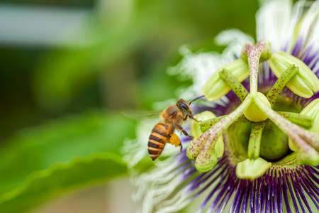 A blooming passion fruit flower with a bee picking nectarの写真素材