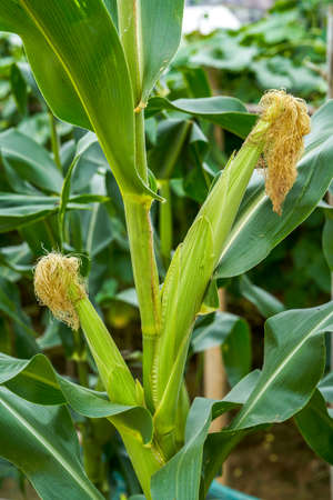 A close-up of a corn plant and ears about to mature