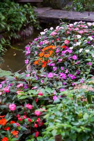 Close-up of a clump of blooming pansy flowers near the waterの写真素材