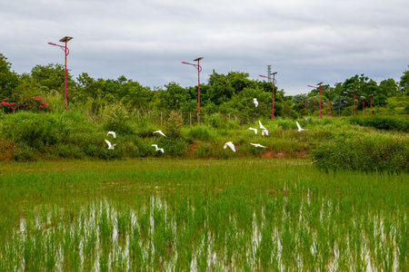 A flock of egrets flying over a country fieldの写真素材