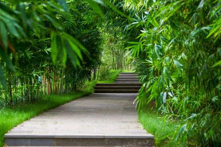 A leisure trail in the bamboo forest in the parkの写真素材