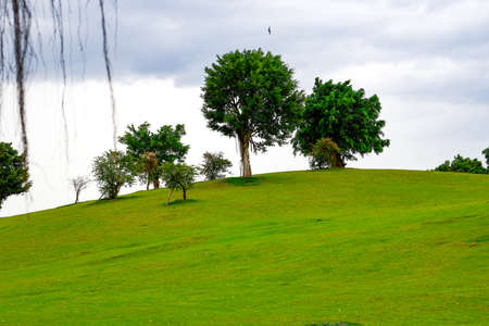 Trees on lawn hillside in parkの写真素材