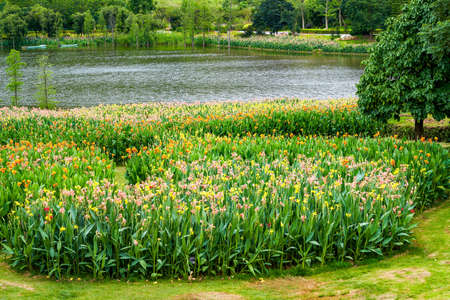 Beautiful view of canna flowers growing by the lake in the parkの写真素材