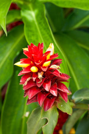 Close-up of lush and beautiful closed sheath ginger flowers growing in the garden