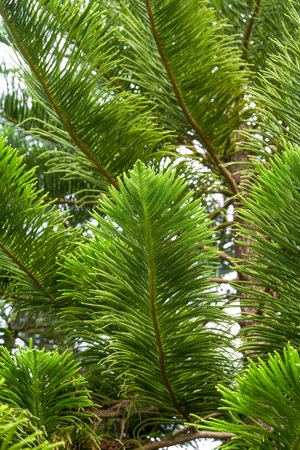 Close-up of a lush pine tree and pine branches and leaves in the park