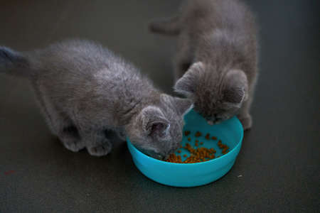 Cute pet cat british short blue cat is feeding and eatingの写真素材