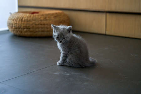 Cute pet cat british short blue cat is feeding and eatingの写真素材