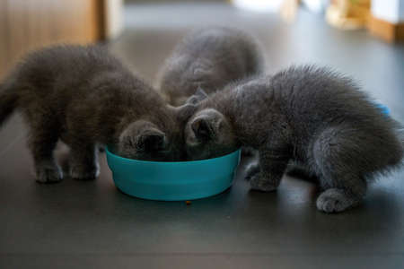 Cute pet cat british short blue cat is feeding and eatingの写真素材