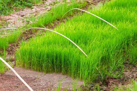 Rice seedlings growing in the fieldの写真素材