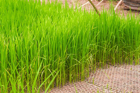 Rice seedlings growing in the fieldの写真素材
